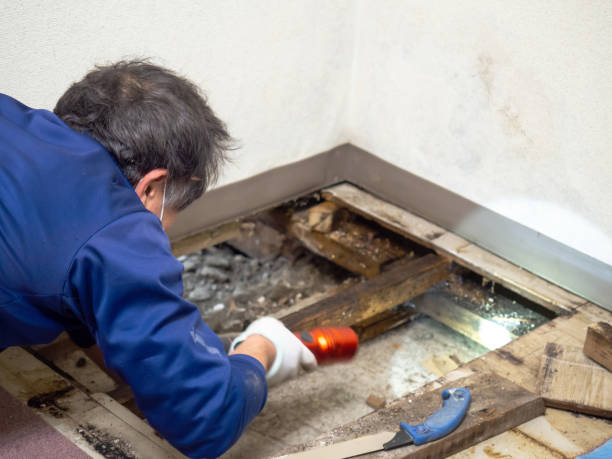 Best Same-Day Mold Removal  in Garden Ridge, TX