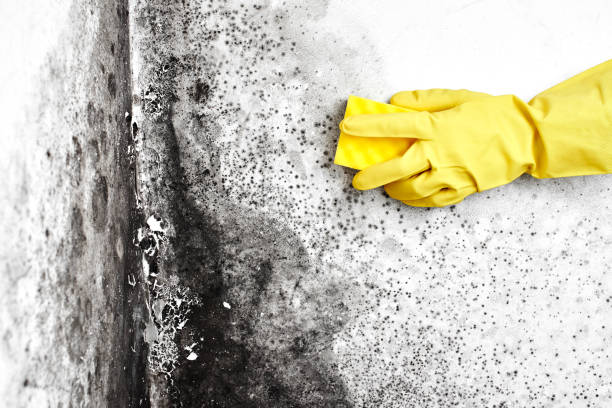 Best Local Mold Removal Service  in Garden Ridge, TX
