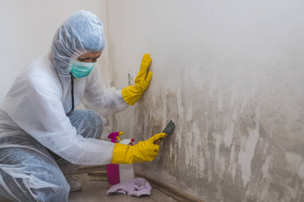 Best Mold Remediation  in Garden Ridge, TX