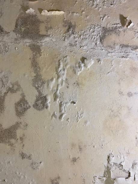 Best Home Mold Removal  in Garden Ridge, TX