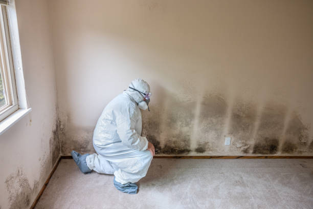 Garden Ridge, TX Mold Removal Company