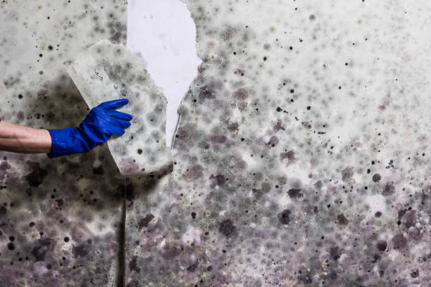 Best Toxic Mold Removal  in Garden Ridge, TX