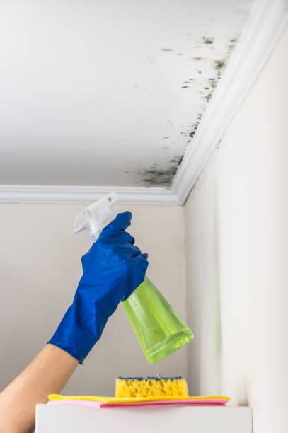 Best Residential Mold Removal  in Garden Ridge, TX