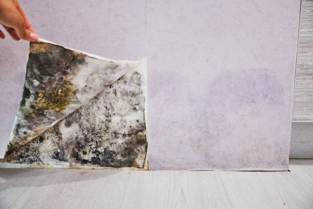 Best Crawl Space Mold Removal  in Garden Ridge, TX